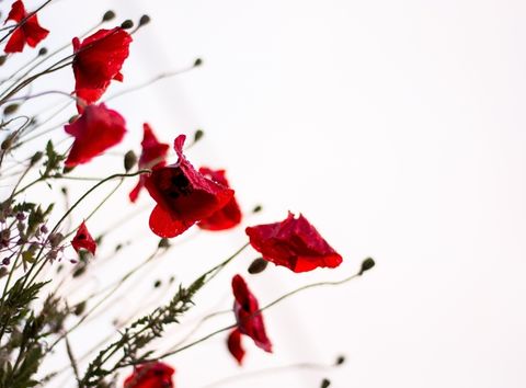 25 aprile. Celebrare la Liberazione e spiegare la Resistenza in classe