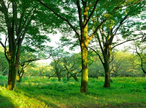 Documentario naturalistico, la guida per realizzarlo al meglio